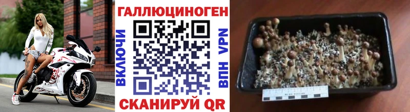 Галлюциногенные грибы Psilocybine cubensis  ОМГ ОМГ tor  Курильск 